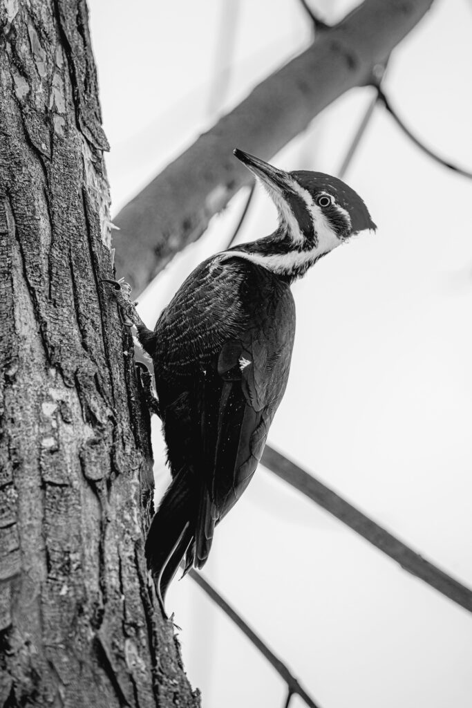 The Woodpecker's Design