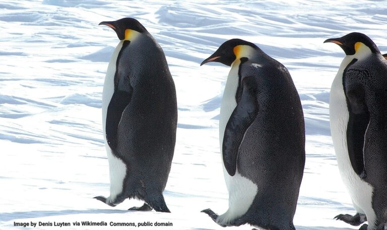The Emperor Penguin