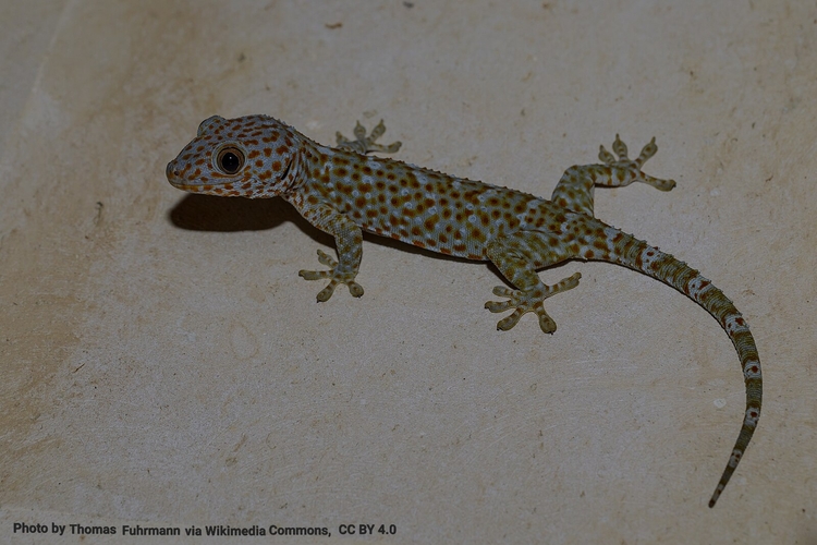 The Gecko’s Feet