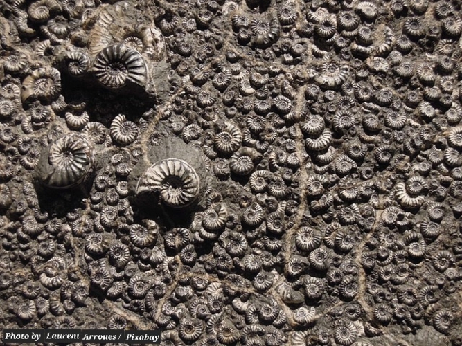 Fossils Support Creation More Than Evolution