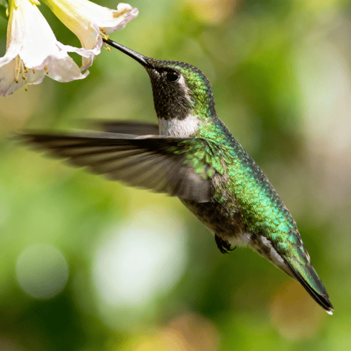 Hummingbird facts that defy evolution