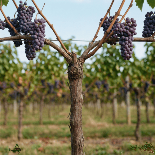 Gemini_Generated_Image_yqan89yqan89yqan (1) What Does It Mean to Abide in Christ?