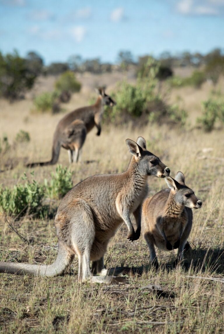 how did animals reach every continent after the Ark